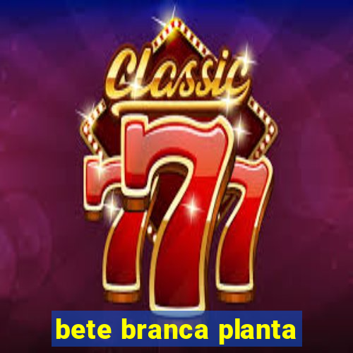 bete branca planta