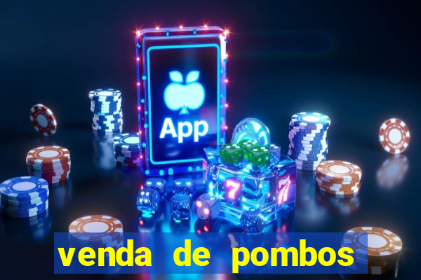 venda de pombos correios olx